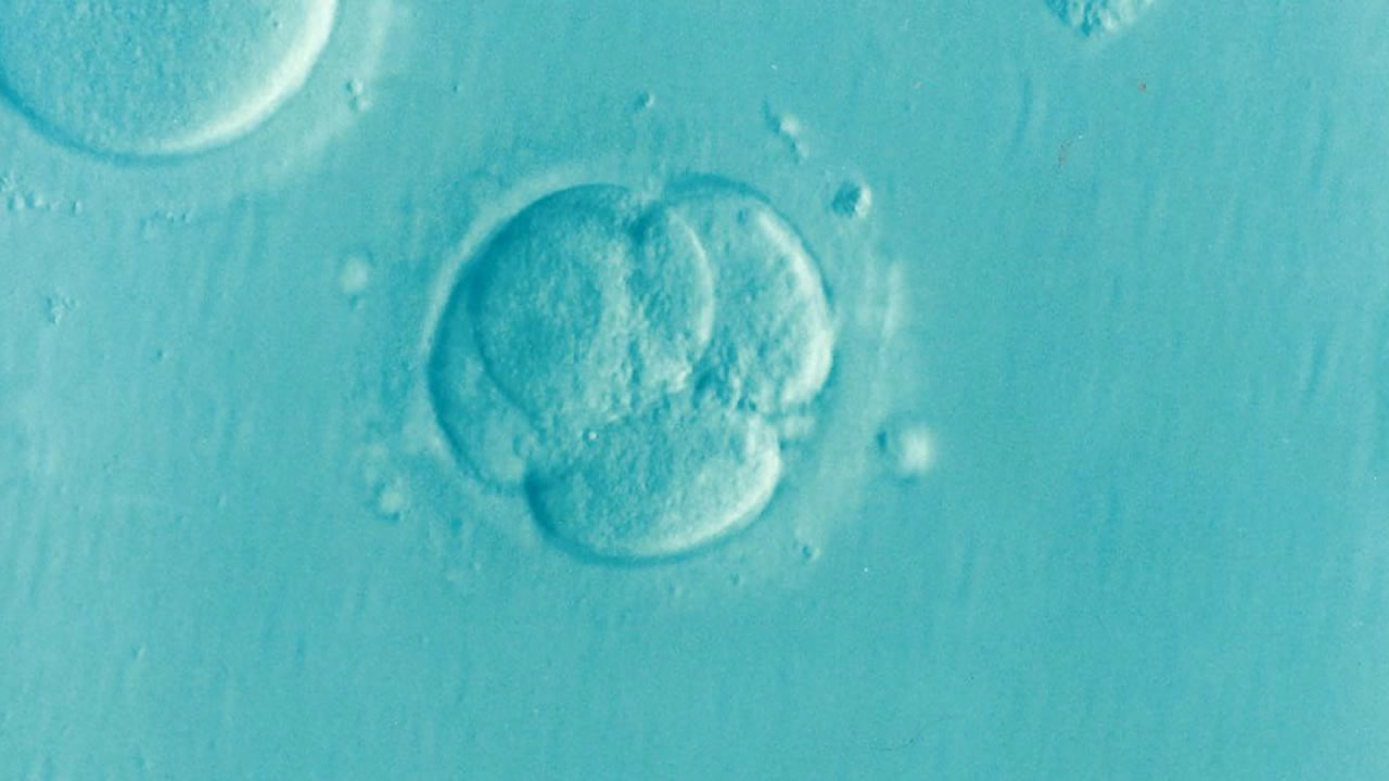 microscopic image of a human embryo
