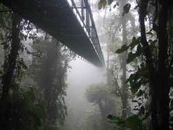 suspension bridge in the rainforest