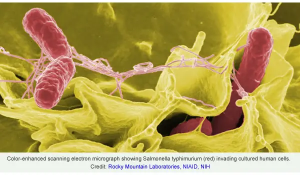 scanning electron microscope showing salmanella typhimurium invading cultured human cells