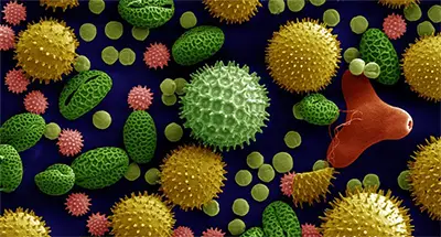Scanning electron microscope image of pollen (false colors)