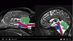 dog brain scan