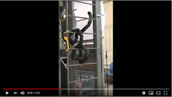 snake robot climbing ladder