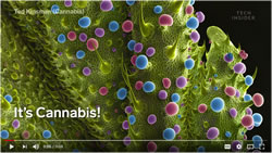 Cannabis under a scanning electron microscope