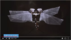 delfly winged robot insect