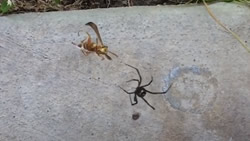 Wasp vs Black Widow Spider