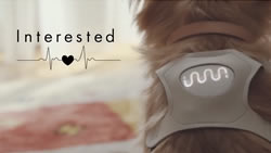 mood sensing wearable for dogs