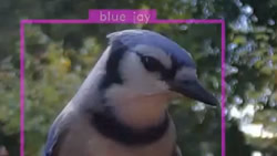 Birdwatching AI Camera