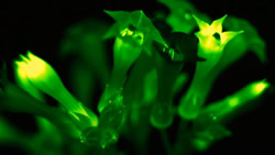 glow in the dark plants