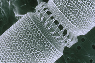 buckyballs and nanotubes