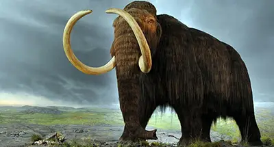 Wooly mammoth drawing. Could cloning bring back extinct animals?