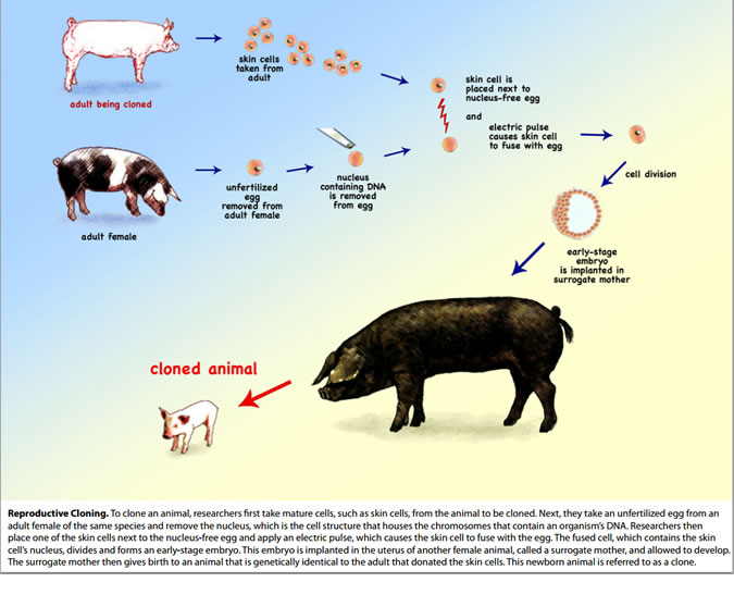 Cloning Biotechnology