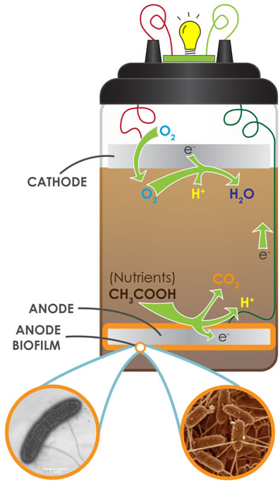 Microbial Fuel Cells