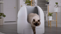 A cat is stepping out of a dome-shaped litter box.