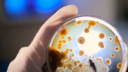 A closeup of a person wearing rubber gloves holding a Petri dish with bacterial growth. A strong light backlights the Petri dish. 