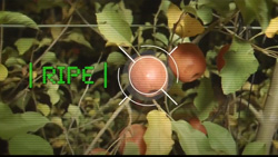 a closeup of an apple tree with one apple selected in crosshairs the word RIPE is to the left