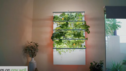 A tall rectangular, lighted, hydroponic planter is mounted on a wall in a home.