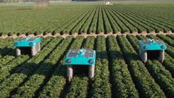 Three green robots with solar panels on top can be seen in a field of crops. The tall wheeled robots straddle rows of crops.