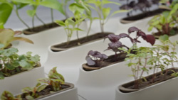 A closeup of plants growing in pods.