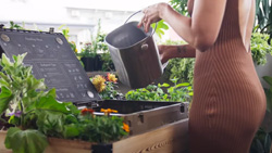 A person is getting ready to pour the contents of a bucket into a cooler-sized box that is surrounded by flowering plants.