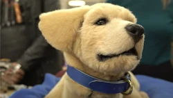 hyper-realistic robotic Labrador retriever puppy