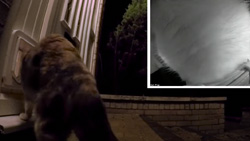 A nighttime view of a cat entering a cat door from the outside