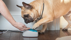 The iPupPee potty training device for dogs