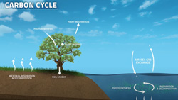 Carbon Cycle