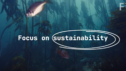 An underwater view of long columns of seaweed with silver fish swimming in between. Text reads Focus on Sustainability.